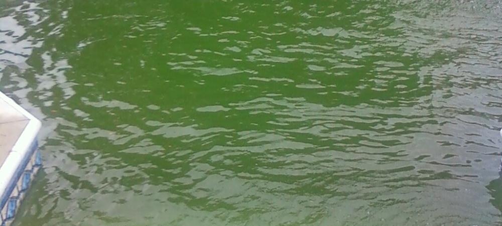 Neglected pool with algae