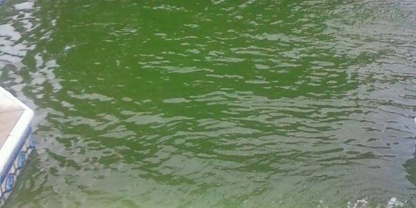 Neglected pool with algae